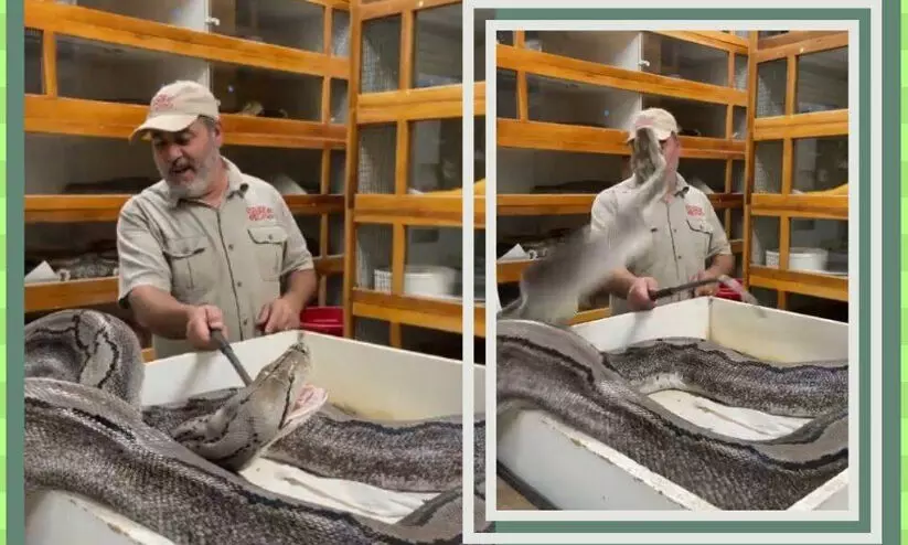 ഇൻസ്റ്റഗ്രാം ലൈവിനിടെ കണ്ണുതെറ്റിയ നിമിഷം, ചീറിയടുത്ത് പെരുമ്പാമ്പ്; ഞെട്ടിക്കുന്ന വിഡിയോ