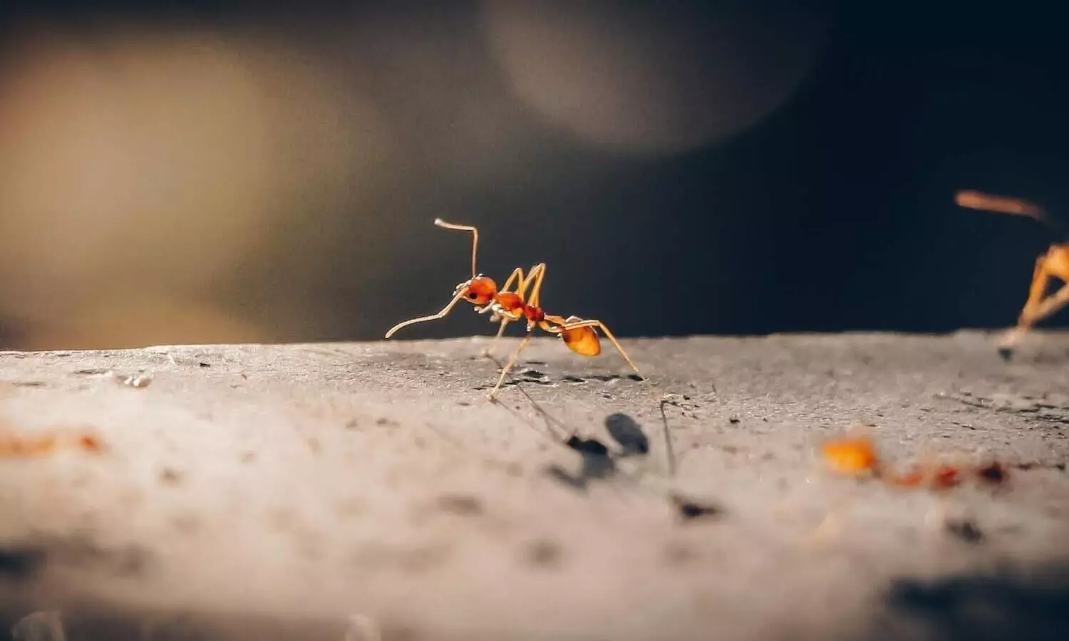 ant