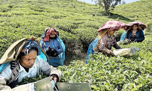 തോട്ടങ്ങളിൽ ജീവിതച്ചൂട്