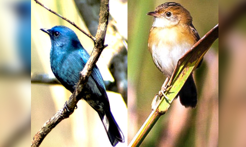 wayanad birds