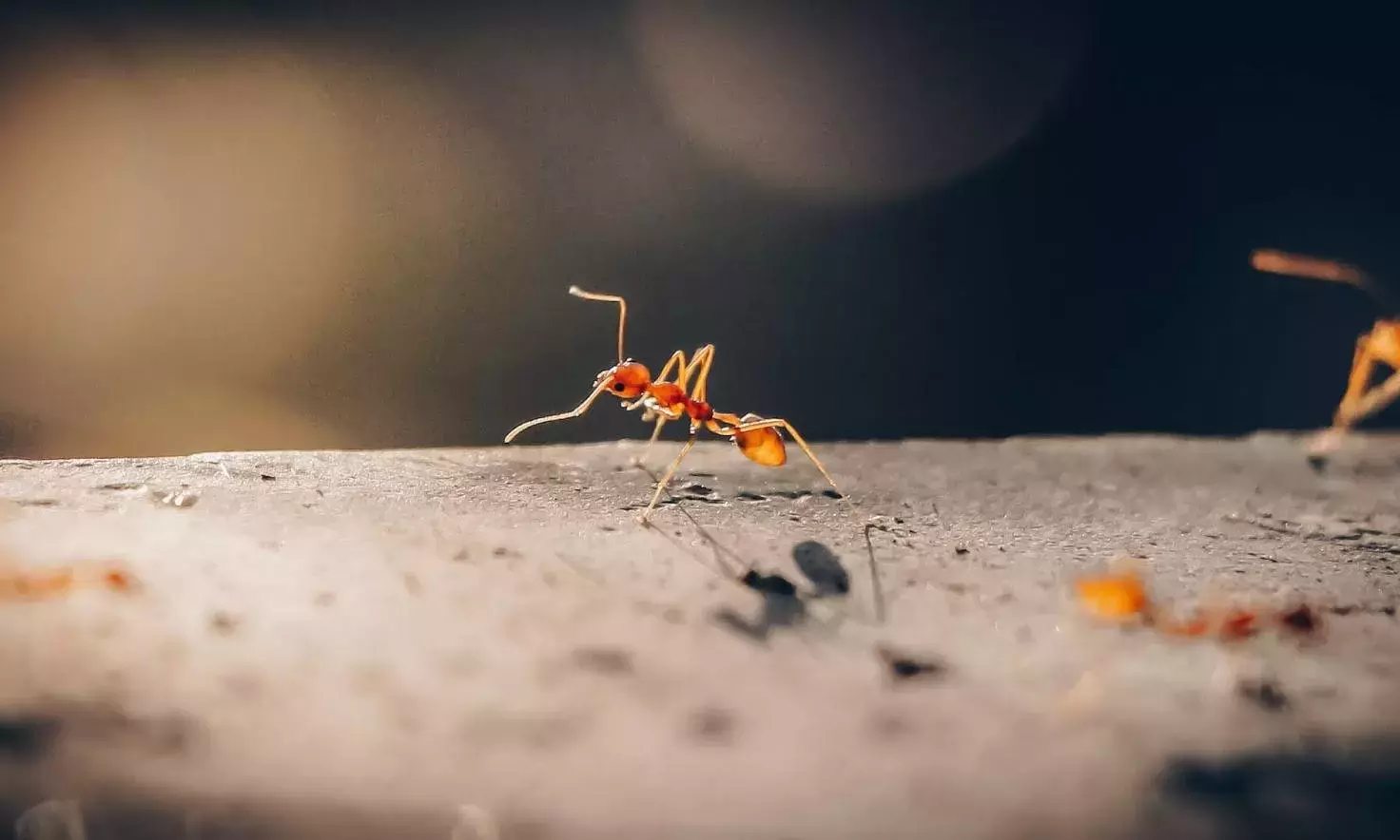 ant