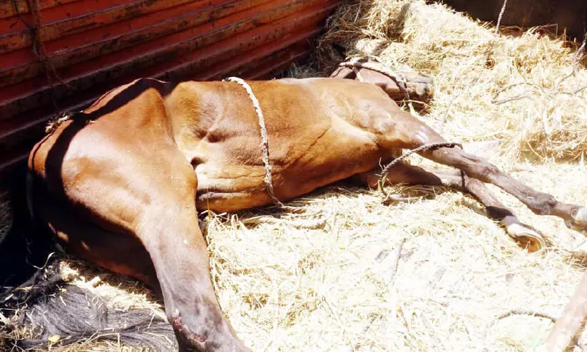 horse death in lorry