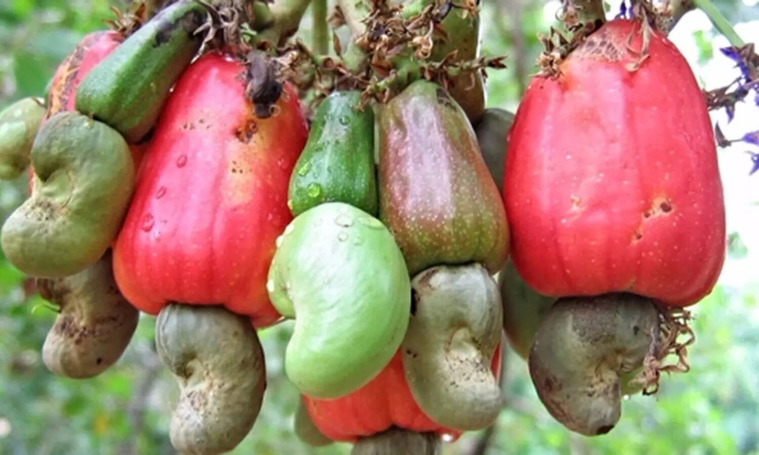 കശുമാവിൻ തോട്ടം നശിച്ചിട്ട് രണ്ടുവർഷം: നഷ്​ടപരിഹാരമില്ല