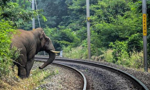 ട്രെയിനിടിച്ച്​ പരിക്കേറ്റ കാട്ടുകൊമ്പനെ ചാടിവയൽ ക്യാമ്പിലേക്ക്​ മാറ്റി