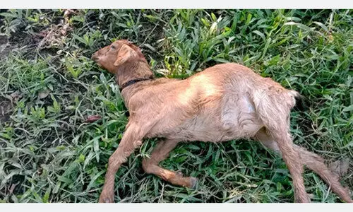 കോ​ള​നി​യി​ൽ ആ​ടു​ക​ൾ ച​ത്ത​ത്​ ബാ​ക്​​ടീ​രി​യ​ൽ ന്യൂ​മോ​ണി​യ മൂ​ല​മെ​ന്ന്​