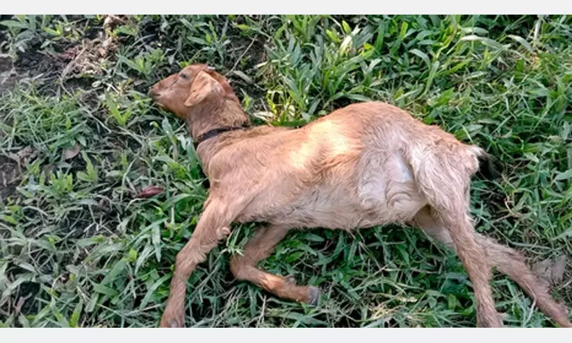 കോ​ള​നി​യി​ൽ ആ​ടു​ക​ൾ ച​ത്ത​ത്​ ബാ​ക്​​ടീ​രി​യ​ൽ ന്യൂ​മോ​ണി​യ മൂ​ല​മെ​ന്ന്​