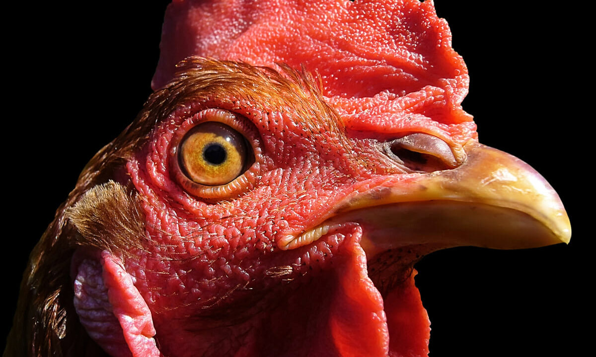 Poultry sacrifice Poultry sacrifice