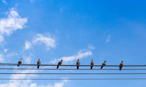 വൈദ്യുത ലൈ​നി​ൽ കു​ടു​ങ്ങി​യ പ്രാ​വിനെ ഫ​യ​ർ​ഫോ​ഴ്സ് രക്ഷിച്ചു