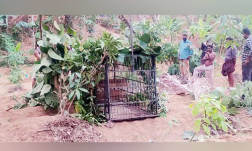 പു​ലി വീ​ണ്ടും നാ​യെ പി​ടി​ച്ചു,കു​ടു​ക്കാ​ന്‍ കൂ​ടു​മാ​യി വ​നം വ​കു​പ്പ്