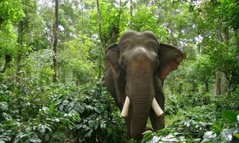 കുളത്തൂപ്പുഴ-വില്ലുമല പാതയോരത്ത് കാട്ടാനക്കൂട്ടം കുളത്തൂപ്പുഴ-വില്ലുമല പാതയോരത്ത് കാട്ടാനക്കൂട്ടം