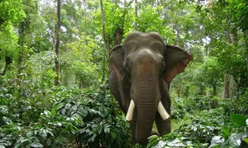 കുളത്തൂപ്പുഴ-വില്ലുമല പാതയോരത്ത് കാട്ടാനക്കൂട്ടം കുളത്തൂപ്പുഴ-വില്ലുമല പാതയോരത്ത് കാട്ടാനക്കൂട്ടം