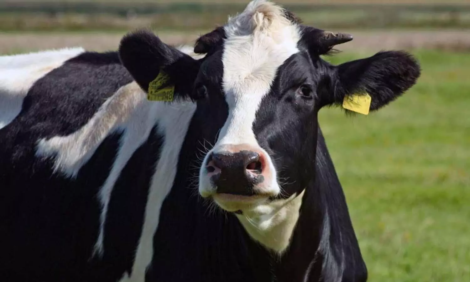 പത്ത് പശുക്കൾ, 150 ലിറ്റർ പാൽ, പച്ചക്കറി കൃഷി: അബ്ദുറഹ്മാന്‍റെ ജീവിതം ഇങ്ങനെ