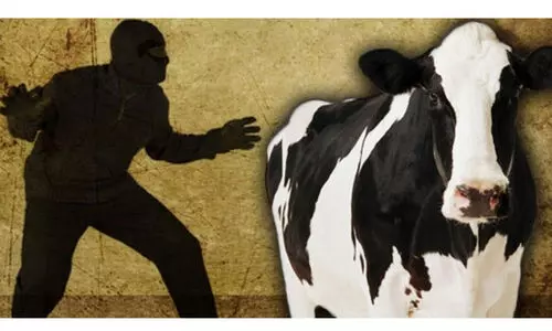 പശുവുമായി മോഷ്ടാവ് സി.സി.ടി.വിയിൽ; ഉടമ കനിഞ്ഞു കേസ് ഒഴിവായി പശുവുമായി മോഷ്ടാവ് സി.സി.ടി.വിയിൽ; ഉടമ കനിഞ്ഞു കേസ് ഒഴിവായി