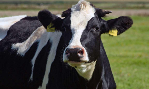 പത്ത് പശുക്കൾ, 150 ലിറ്റർ പാൽ, പച്ചക്കറി കൃഷി: അബ്ദുറഹ്മാന്‍റെ ജീവിതം ഇങ്ങനെ