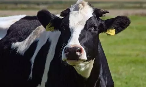 പത്ത് പശുക്കൾ, 150 ലിറ്റർ പാൽ, പച്ചക്കറി കൃഷി: അബ്ദുറഹ്മാന്‍റെ ജീവിതം ഇങ്ങനെ