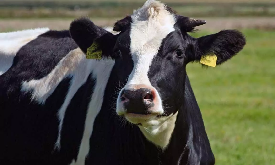 പത്ത് പശുക്കൾ, 150 ലിറ്റർ പാൽ, പച്ചക്കറി കൃഷി: അബ്ദുറഹ്മാന്‍റെ ജീവിതം ഇങ്ങനെ