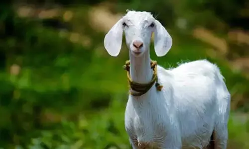 അജ്ഞാത രോഗം പടരുന്നു; 23 ആടുകൾ ചത്തു