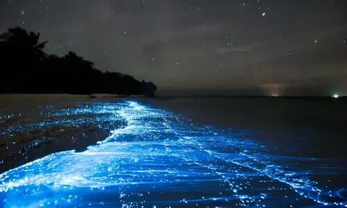 bioluminescence