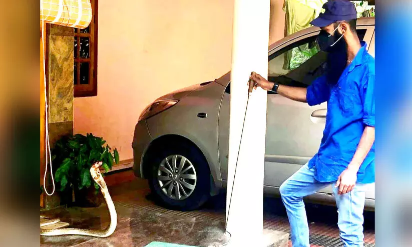 സി​റ്റൗ​ട്ടി​ൽ ക​യ​റി​യ മൂ​ർ​ഖ​നെ പി​ടി​കൂ​ടി വ​നം വ​കു​പ്പി​ന് കൈ​മാ​റി