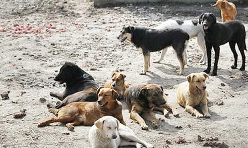 തെ​രു​വു​നാ​യ ശ​ല്യം രൂ​ക്ഷം: പ​രാ​തി​യു​മാ​യി ദ​മ്മാം   നി​വാ​സി​ക​ൾ