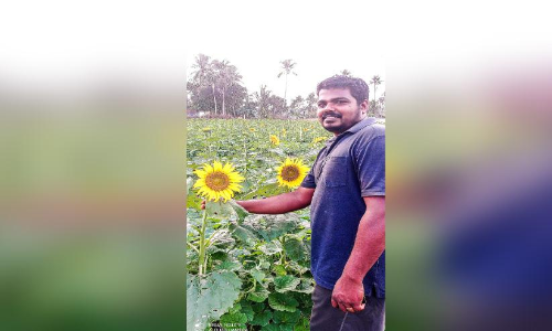 വരൂ... വനസ്വര്‍ഗം സൂര്യകാന്തി  പാടത്തേക്ക്​