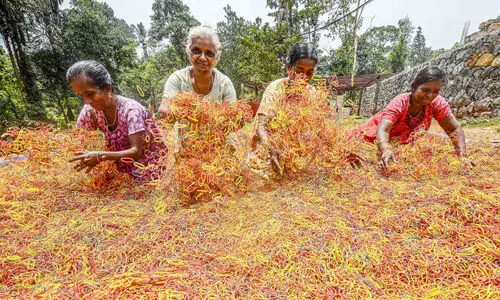 പൊതിഞ്ഞുപിടിക്കാത്ത രാഷ്​ട്രീയം