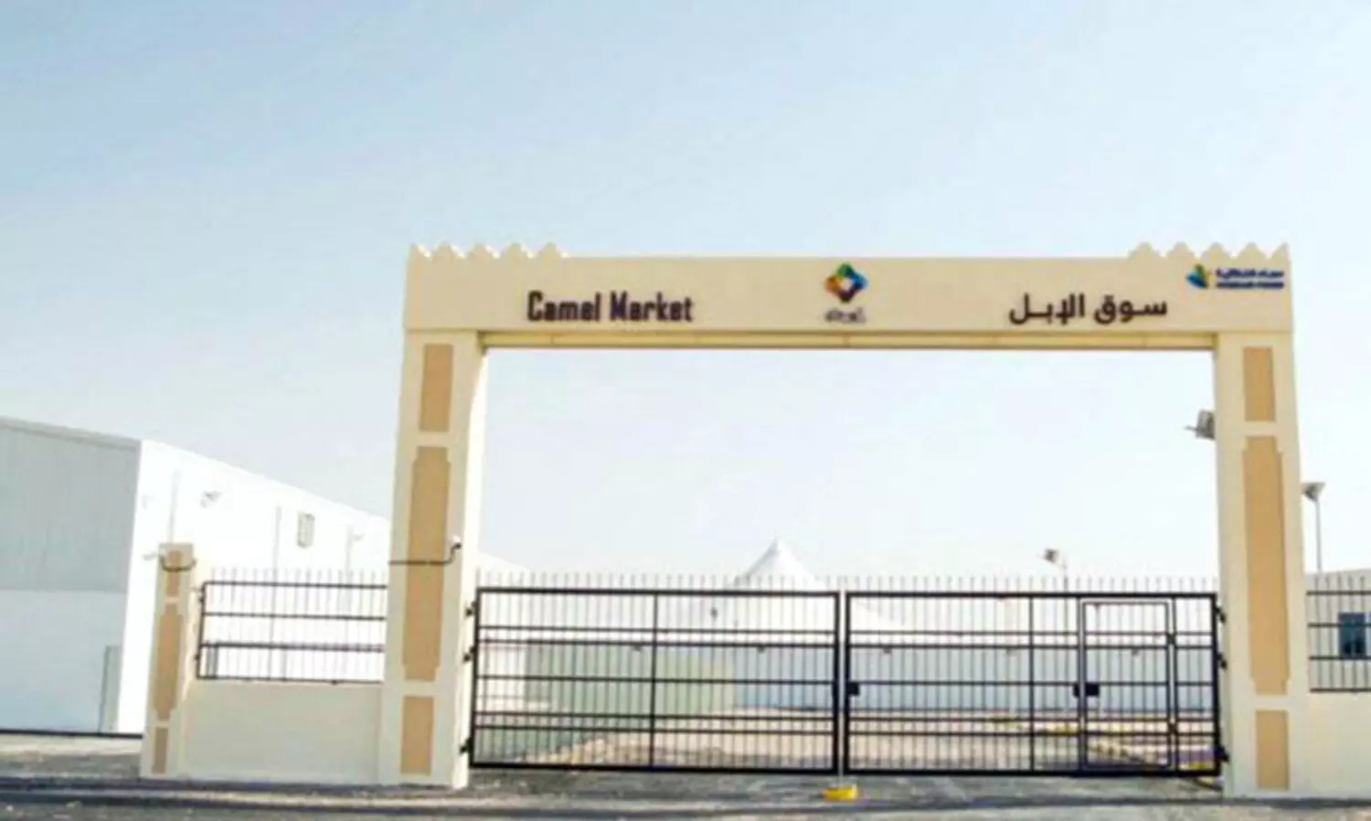 അ​ബു​ന​ഖ്​​ല​യി​ൽ ഒ​ട്ട​ക മാ​ര്‍ക്ക​റ്റ്​ സ​ജ്ജം