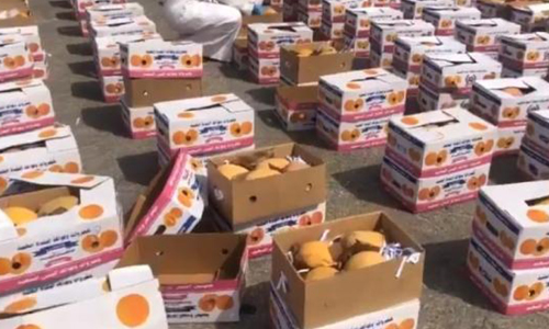 ദ​മ്മാ​മി​ൽ വ്യാ​പ​ക റെ​യ്‌​ഡ്‌: ഒ​ന്ന​ര ട​ൺ പ​ഴ​കി​യ   പ​ഴ​വ​ർ​ഗ​ങ്ങ​ൾ പി​ടി​കൂ​ടി