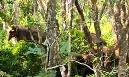 aralam farm elephant