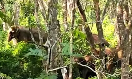 aralam farm elephant