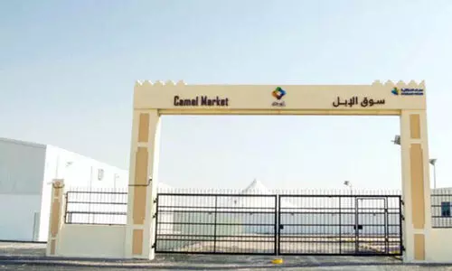 അ​ബു​ന​ഖ്​​ല​യി​ൽ ഒ​ട്ട​ക മാ​ര്‍ക്ക​റ്റ്​ സ​ജ്ജം