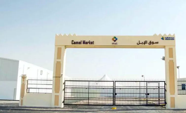 അബുനഖ്ലയിൽ ഒട്ടക മാര്ക്കറ്റ് സജ്ജം അബുനഖ്ലയിൽ ഒട്ടക മാര്ക്കറ്റ് സജ്ജം