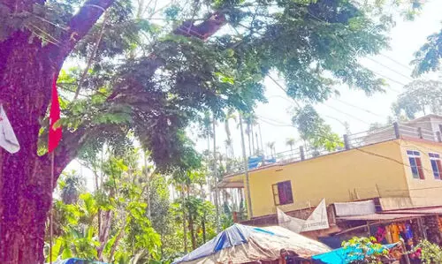 മ​ര​ക്കൊ​മ്പു​ക​ൾ വൈ​ദ്യു​തി ലൈ​നി​ന്​ ഭീ​ഷ​ണി; അ​ധി​കൃ​ത​ർ​ക്ക്​ മൗ​നം