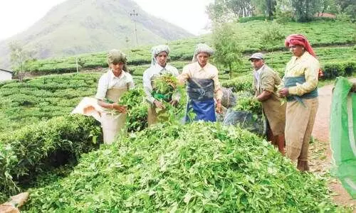 മൂന്നാറുകാർ പറയുന്നു: ബന്ധങ്ങളാണ്​ ഞങ്ങളുടെ രാഷ്​ട്രീയം