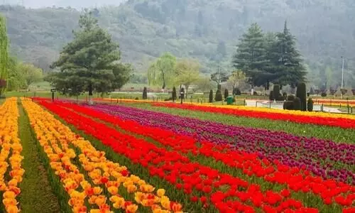 tulip garden