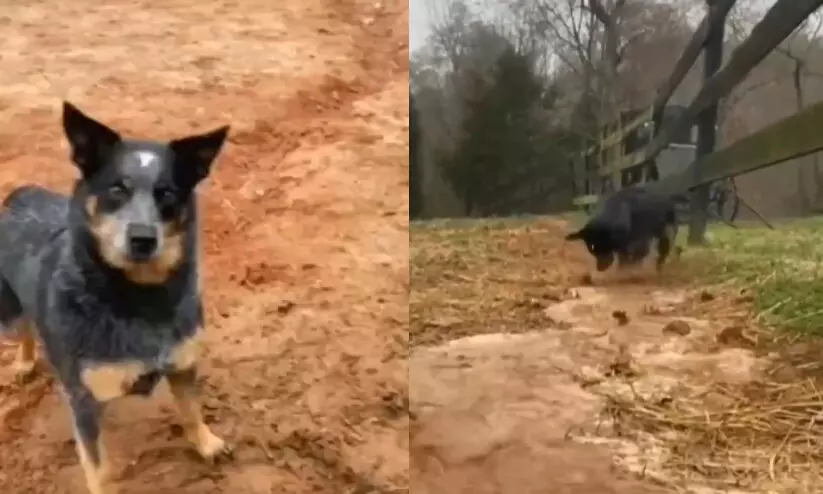 ditching dog ditching dog