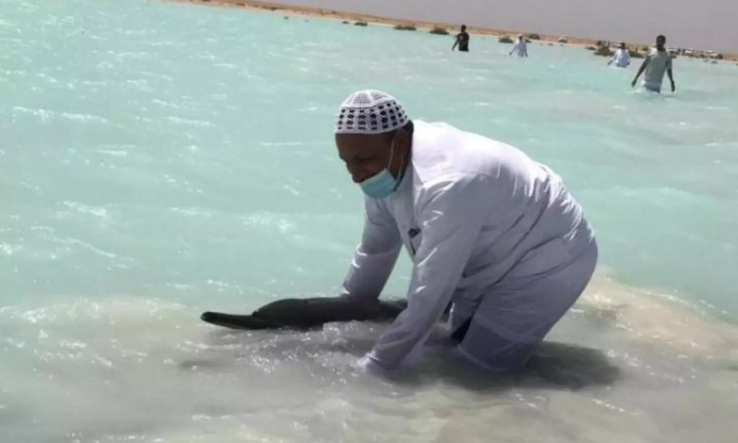 സൗദിയിൽ ഡോൾഫിനുകൾ കടൽ തീരത്ത്; രക്ഷകരായി ദേശീയ വന്യജീവി വികസന കേന്ദ്രം