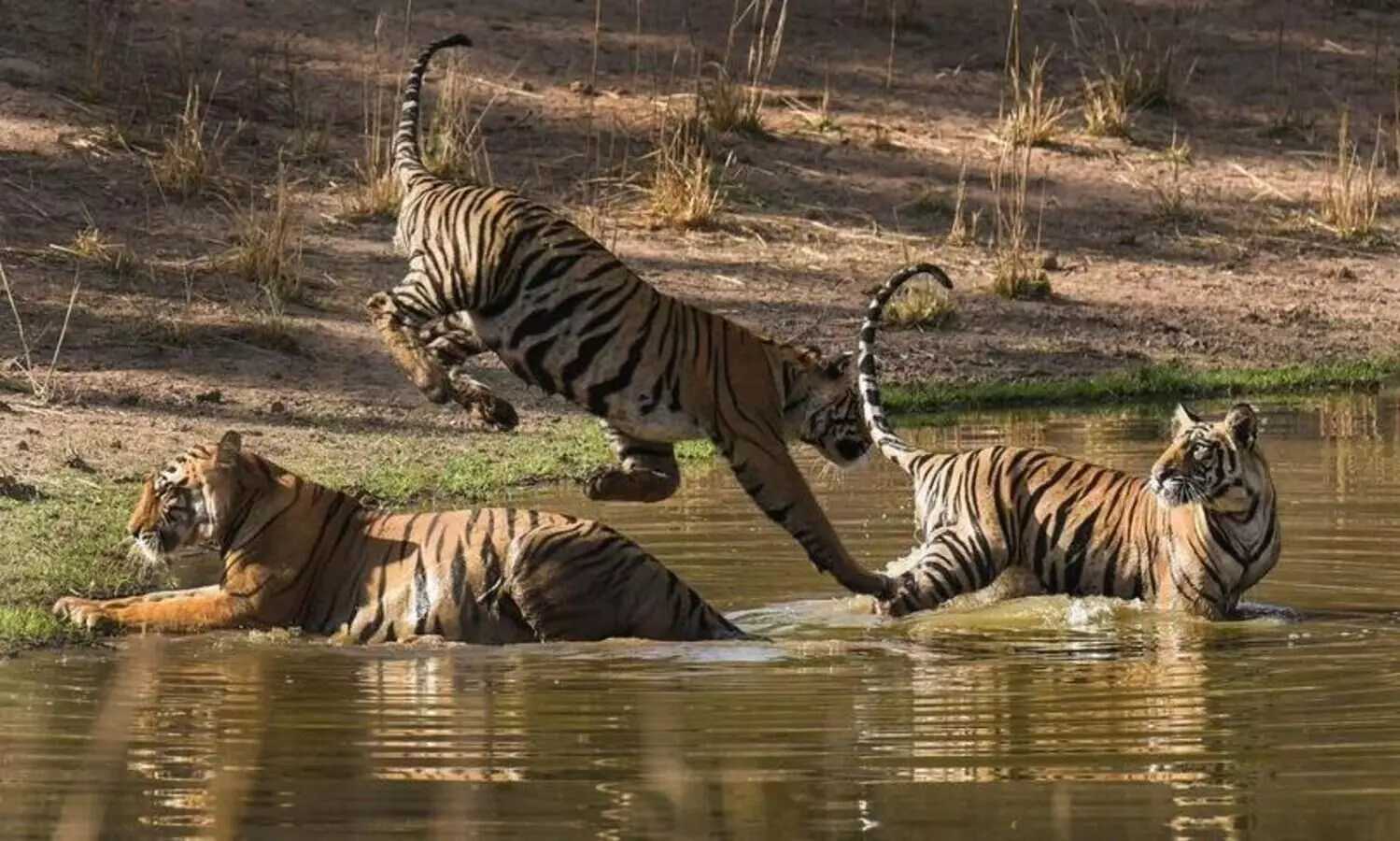 81 ദിവസത്തിനിടെ രാജ്യത്ത്​ കൊല്ലപ്പെട്ടത്​ 39 കടുവകൾ; കൂടുതൽ മഹാരാഷ്​ട്രയിൽ- 15