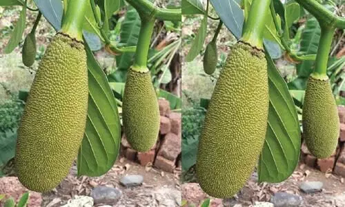 jack fruit