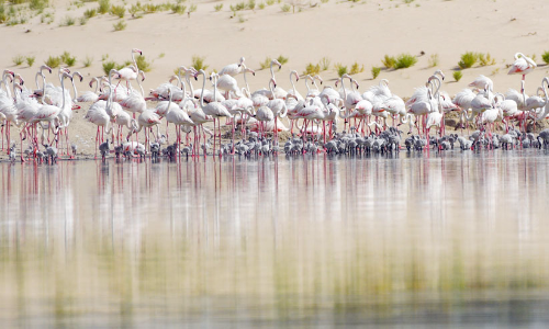 ഫ്ലമിംഗോ പക്ഷികളുടെ കൂടുകെട്ടൽ കാലത്തിന്​ തുടക്കം