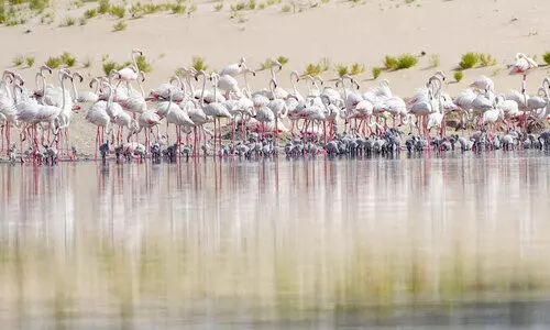 ഫ്ലമിംഗോ പക്ഷികളുടെ കൂടുകെട്ടൽ കാലത്തിന്​ തുടക്കം