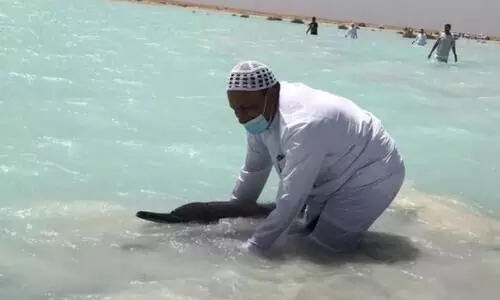 സൗദിയിൽ ഡോൾഫിനുകൾ കടൽ തീരത്ത്; രക്ഷകരായി ദേശീയ വന്യജീവി വികസന കേന്ദ്രം