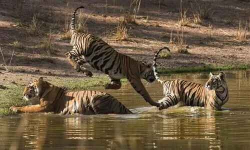 81 ദിവസത്തിനിടെ രാജ്യത്ത്​ കൊല്ലപ്പെട്ടത്​ 39 കടുവകൾ; കൂടുതൽ മഹാരാഷ്​ട്രയിൽ- 15