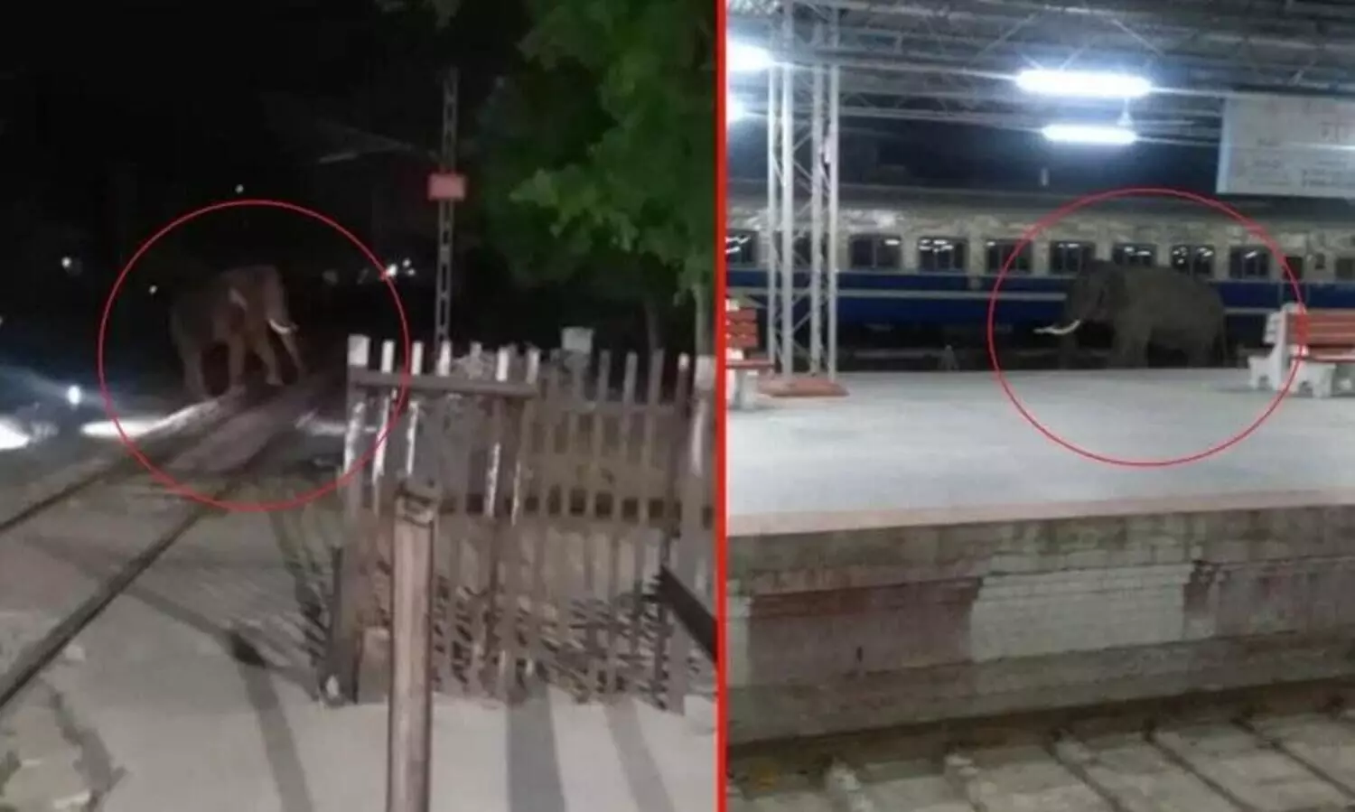 elephant in railway station