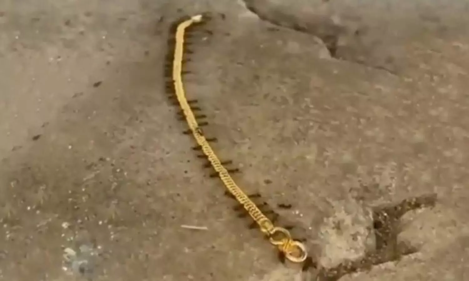 Video of ants stealing gold has taken over social media