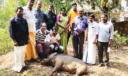 pig shooter balettan