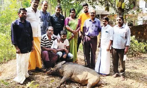 pig shooter balettan