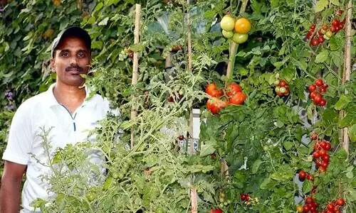 വീ​ട്ടു​മു​റ്റ​ത്ത്  നൂ​റു​മേ​നി കൊ​യ്ത് മു​നീ​ർ