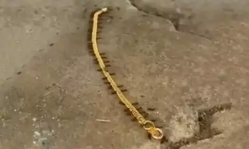Video of ants stealing gold has taken over social media