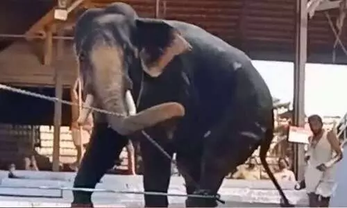 elephant